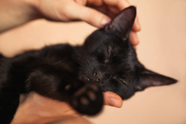 istock Sweet Kitten taking a nap on woman's hand 1021108526
