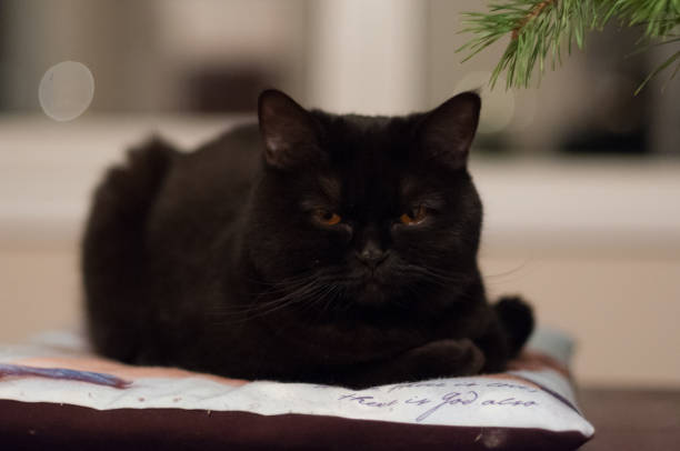 istock Black cat lying on the pillow at home 1021111726