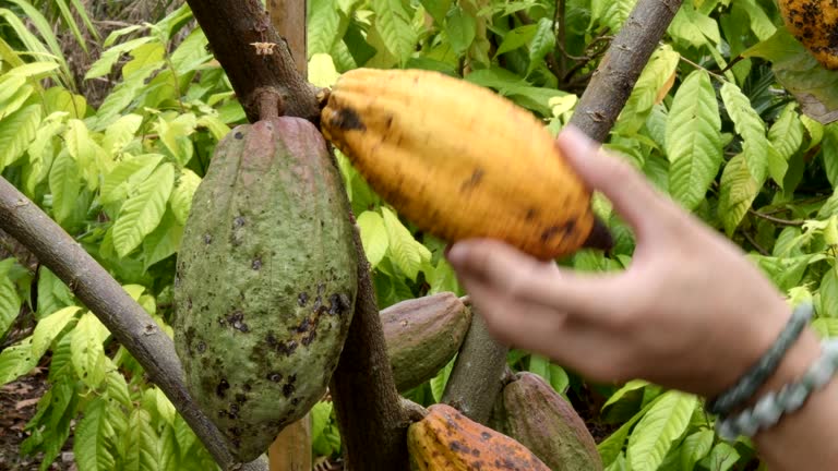 The cocoa tree with fruits. Yellow and green Cocoa pods grow on the tree, cacao plantation in village Nan Thailand.