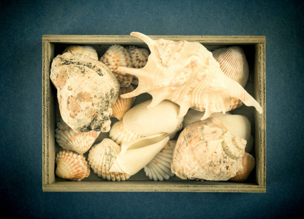 istock Sea shells in a wooden box on a blue 1021116608