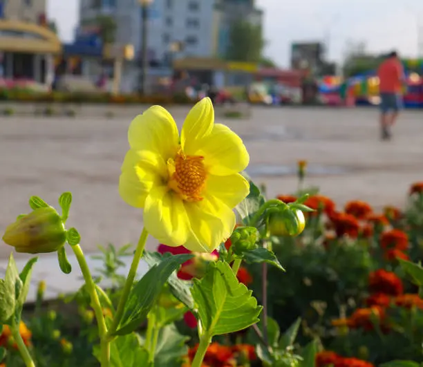 dahlia single-flower on flower bed in a city with buildings in the background in sunset