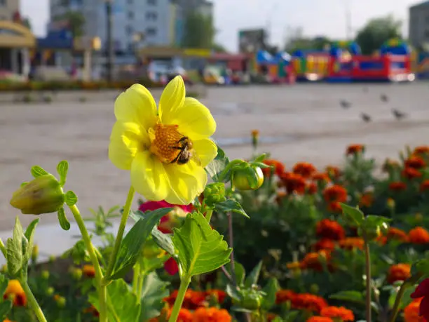 dahlia single-flower and a bee on flower bed in a city with buildings in the background in sunset
