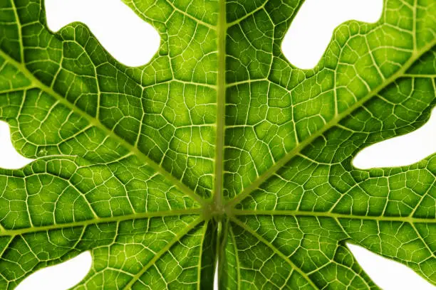 Photo of Papaya leaf on white background