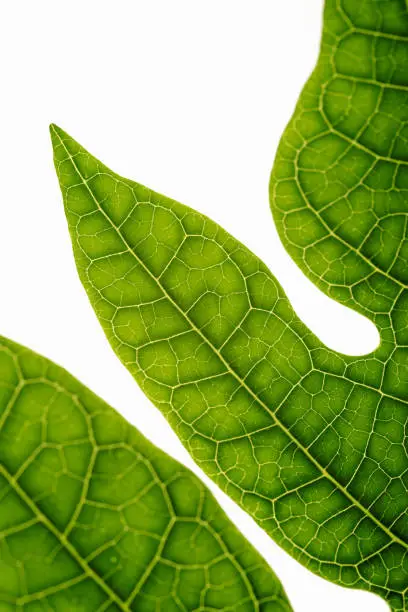 Photo of Papaya leaf on white background