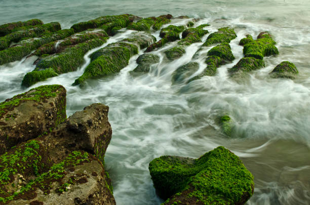 Stone Trench of Taiwan Laomei Coast Stone Trench of Taiwan Laomei Coast chlorella stock pictures, royalty-free photos & images