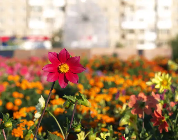 red dahlia single-flower on flower bed in a city with buildings in the background in the morning