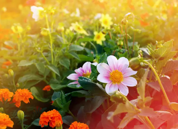 dahlia single-flower on flower bed, sunlight effect toned