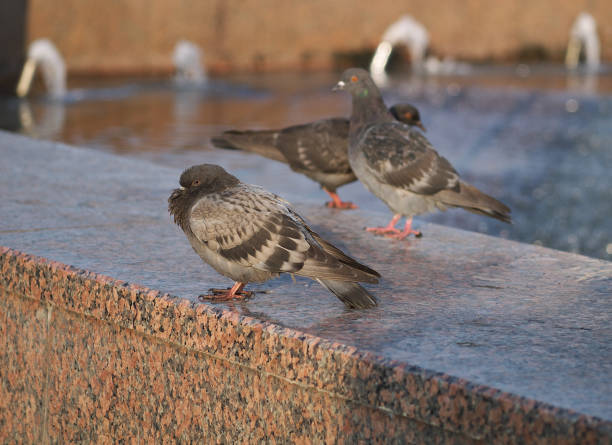ruffled pigeon on fountain parapet