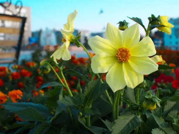 dahlia single-flower on flower bed in a city with buildings in the background in sunset