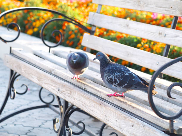 istock two pigeons standing on bench in city park 1021130448