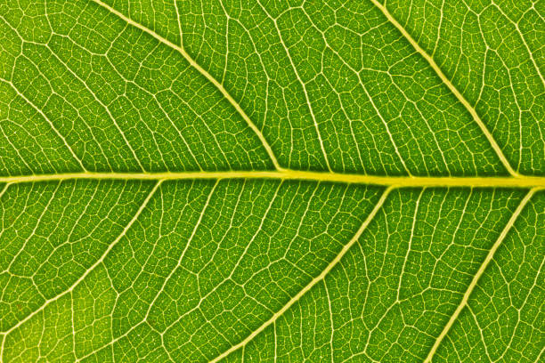 istock Texture of a green leaf as background. close up 1021136228