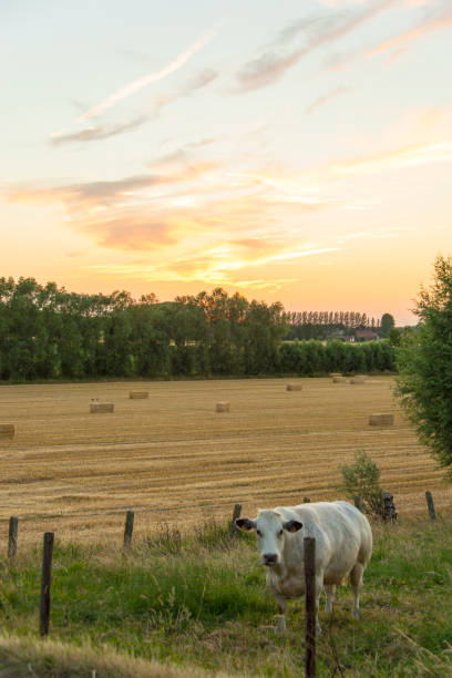 istock sundown dusk sunset vibrant sky rolling hills countryside rural scenic view 1021136262