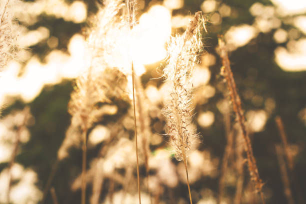 istock Beautiful dry grass field in sunset backlight and nature bokeh background. 1021137070