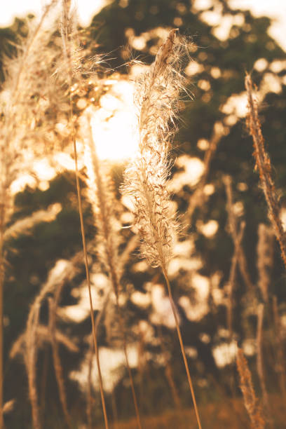 istock Beautiful dry grass field in sunset backlight and nature bokeh background. 1021137086