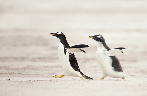 One wild king penguin (Aptenodytes patagonicus) walking through a gentoo penguin rookery,