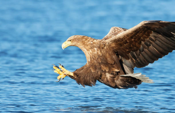 istock Close-up of White-tailed sea Eagle (Haliaeetus albicilla) in flight with the powerful claws 1021154660