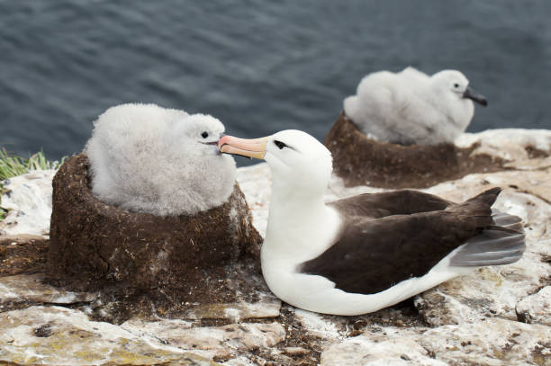 istock Black-browed Albatross sitting close to the chick  on a breeding ground 1021154840