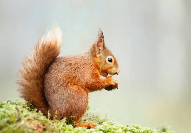Photo of Isolated Eurasian red squirrel eating nut on a mossy log