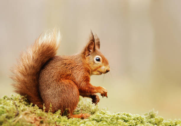 istock Isolated Eurasian red squirrel sitting on a mossy log 1021155182