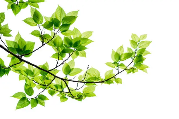 Photo of Green tree leaves and branches isolated on white background.