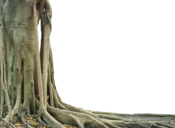 istock Roots of a tree and trunk isolated on white background. This has clipping path. 1021155878