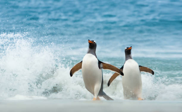 Two Gentoo penguins coming ashore from Atlantic ocean Two Gentoo penguins coming ashore from Atlantic ocean, Falkland islands. gentoo penguin photos stock pictures, royalty-free photos & images