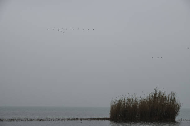 istock View of Weeds in the River 1021162190