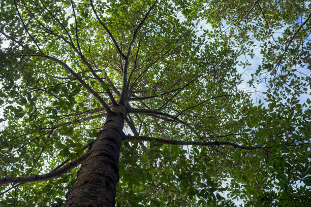 istock Trees in blue sky taken from low angle. 1021163380