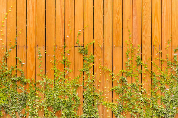 istock Climbing plant growth on wooden wall background 1021166330