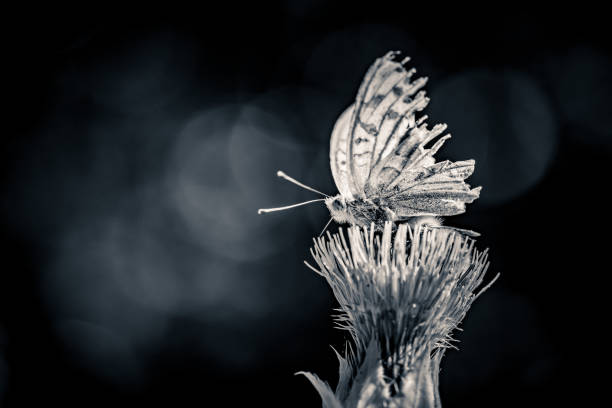 istock Orange colored Fritillary butterfly on a wildflower 1021166408