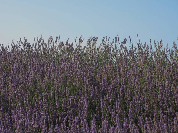 istock Sunset over a violet lavender field 1021166550