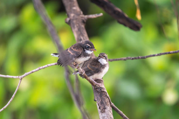 istock Two birds (Malaysian Pied Fantail) in nature wild 1021169658