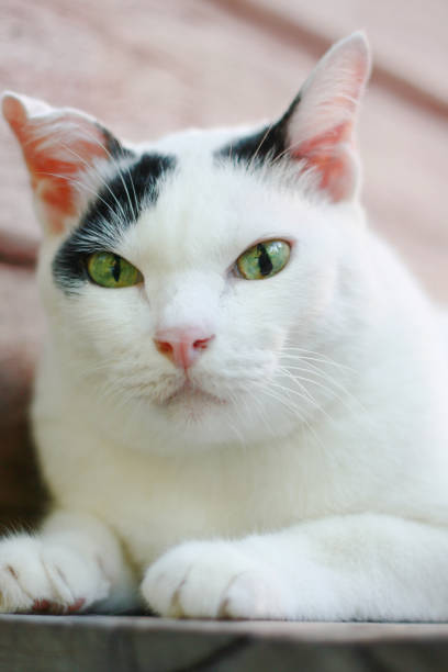 istock White Cat sitting and sleeping on the wooden terrace 1021170148