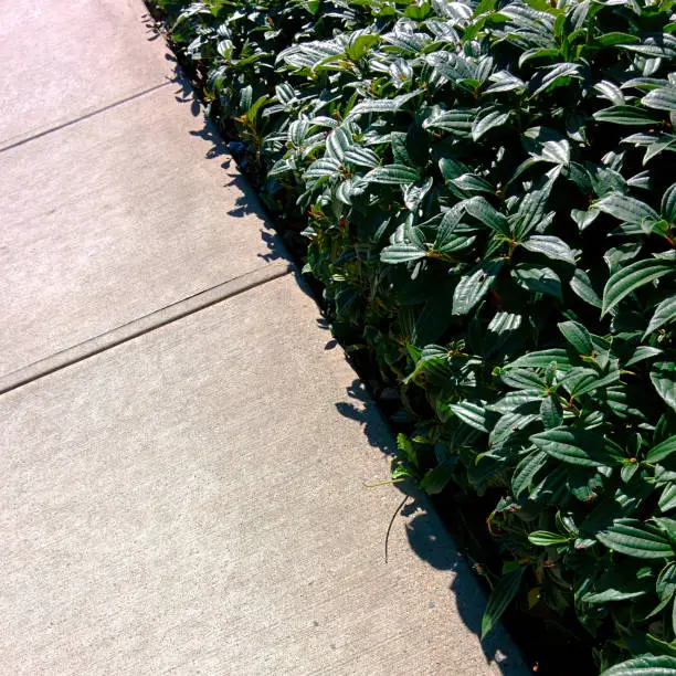 Green ground-cover contrasts against gray concrete.