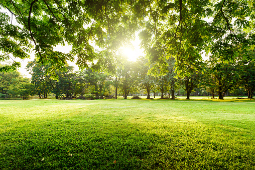 Hermoso paisaje de parque con árboles y campo de pasto verde por la mañana. photo