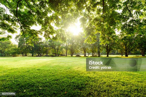 Beautiful Landscape In Park With Tree And Green Grass Field At Morning Stock Photo - Download Image Now