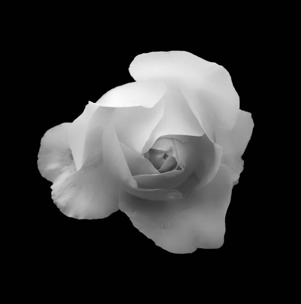 istock a single soft glowing pale white beautiful rose on a black background 1021184352