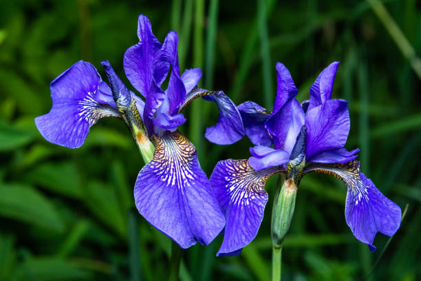 istock Blue iris flowers in the grass 1021184850