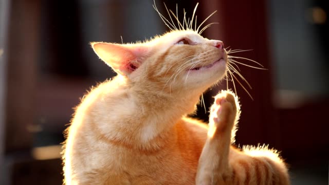 Adorable cat scratching itself on beautiful sunlight before sunset, Allergies to pets with fur concept.