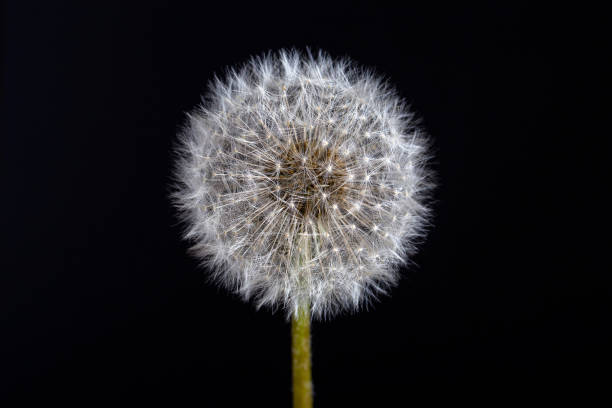 istock One dandelion. Dandelion fluff. Dandelion tranquil abstract closeup in black background 1021189268