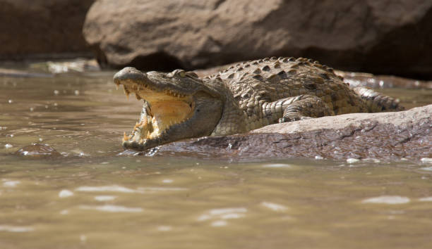 istock Nile crocodile awaits its next meal 1021191480