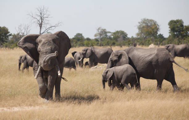 istock Elephant bull with broken tusks - 1 of 3 1021191572