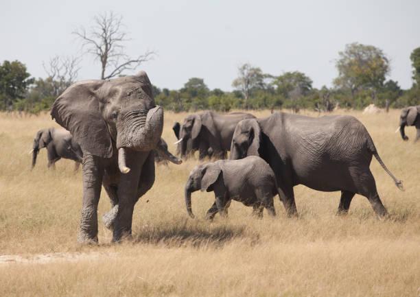 istock Elephant bull with broken tusks - 2 of 3 1021191584