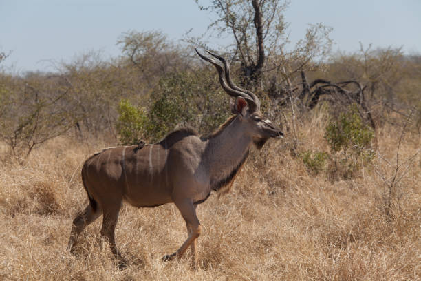 istock Kudu bull with tick bird companion 1021191682