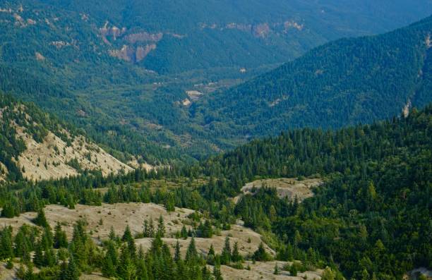 Gifford Pinchot National Forest Slope