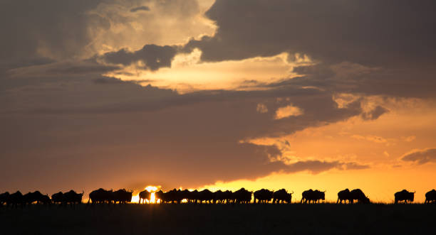 istock Wildebeest at sunset on the Serengeti plains 1021192066