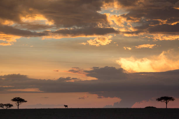 istock A lone antelope walks the Serengeti skyline at sunset. 1021192110