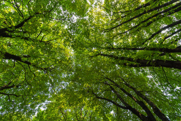 istock branches with green yellow leaves against the sky background, view from below upwards, summer, green crown trees sunny day, bottom-up view, tree in the forest against the sky, 1021194884