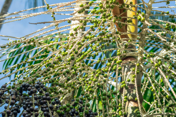 istock Acai palm bunch with unriped fruits 1021195188