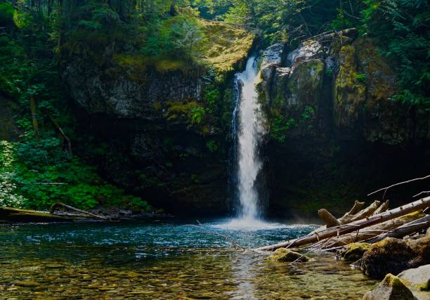 Iron Creek Jungle Water